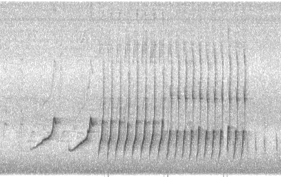 shotgun mic spectrogram recording of northern cardinal in texas