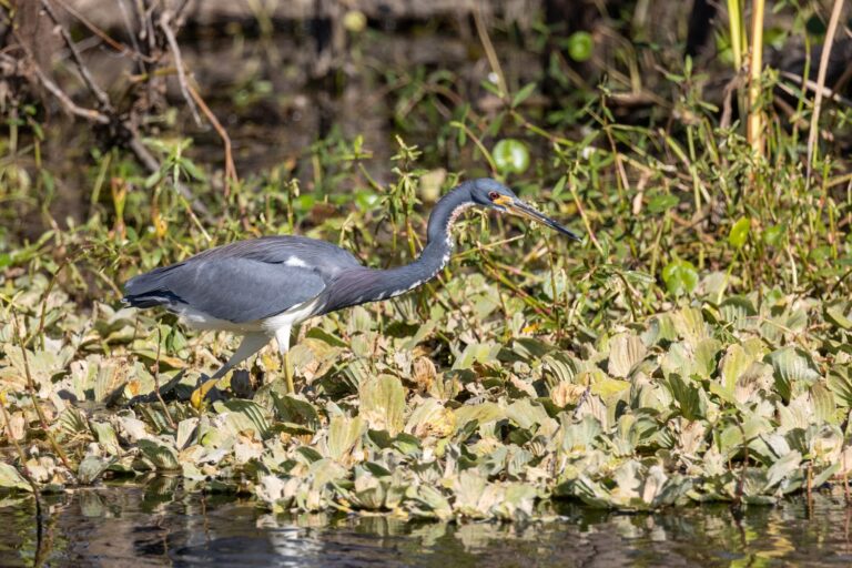 tri-color heron faces right and wades and hunts in shallow marshes at lake apopka