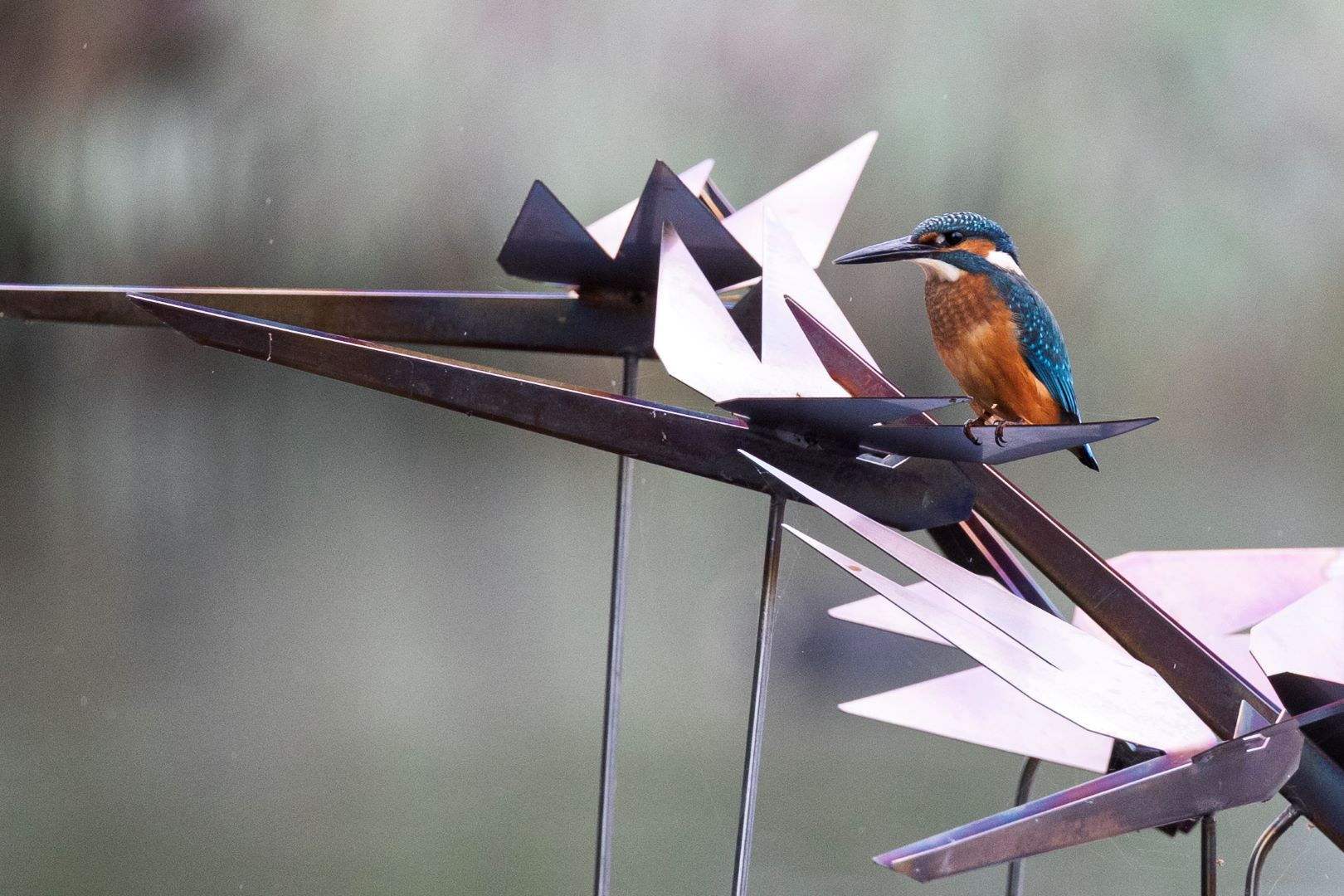 Birdwatching in London – The birds I saw and heard