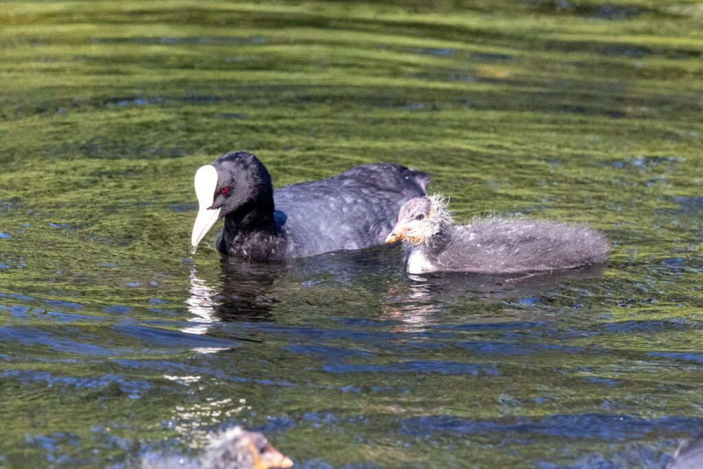 eurasian coot and baby swimming on a pond facing left