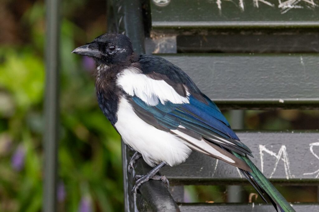 eurasian magpie perched on a bench arm rest facing left.