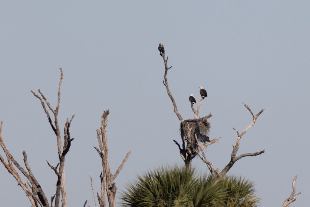 Two adults and one juvenile Bald Eagle hang out near their nest.