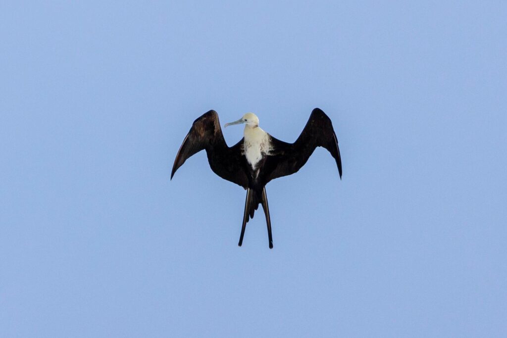 A magnificent frigatebird flies directly overhead