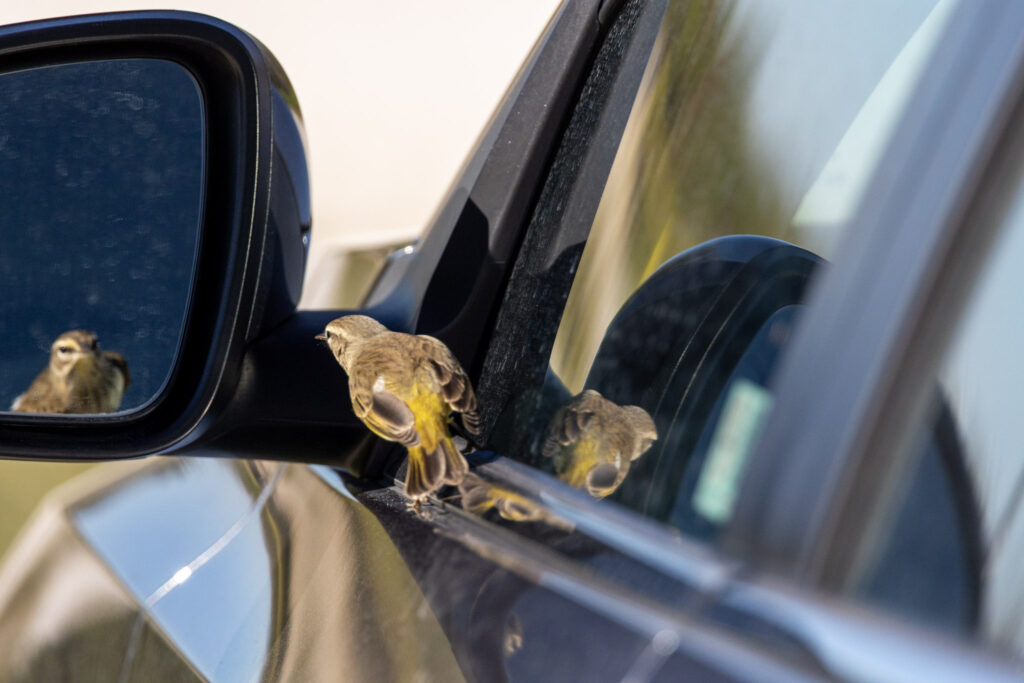 Palm warbler looking at its reflection in a side view mirror