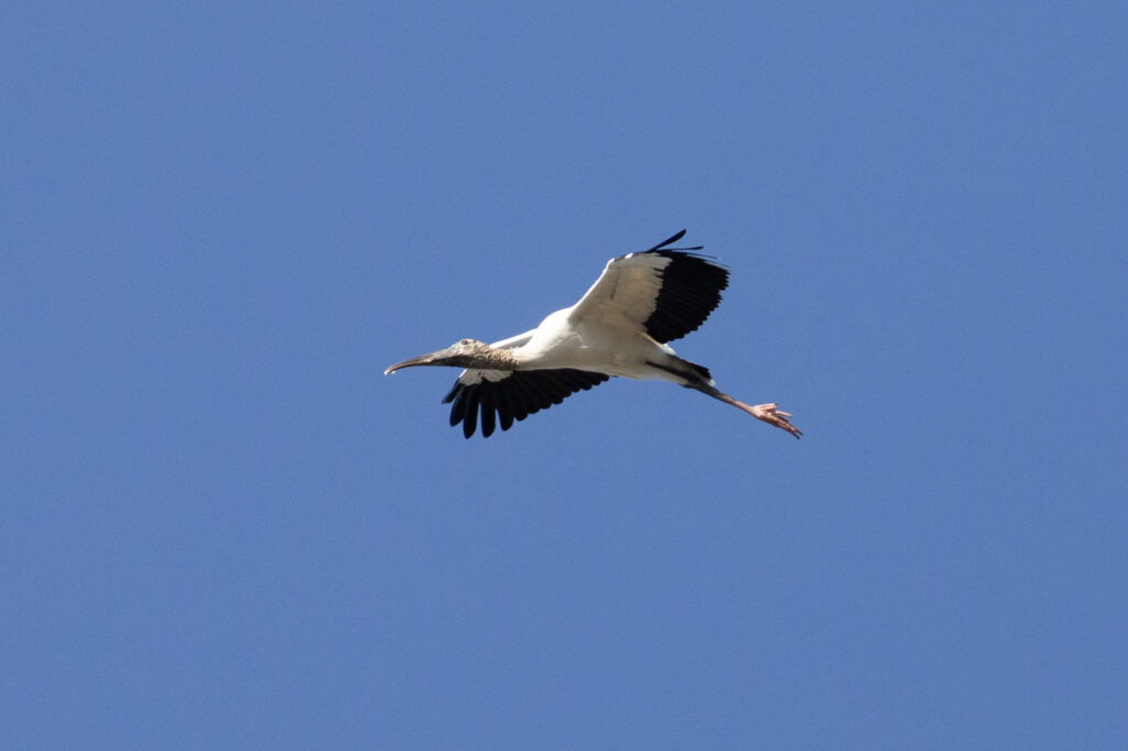 Wood stork soars against a blue sky
